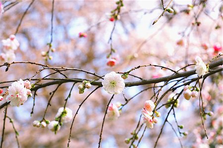 simsearch:841-07083645,k - Cherry blossoms Stock Photo - Premium Royalty-Free, Code: 622-08007091