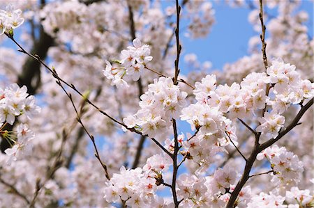 simsearch:841-07083645,k - Cherry blossoms Stock Photo - Premium Royalty-Free, Code: 622-08007093