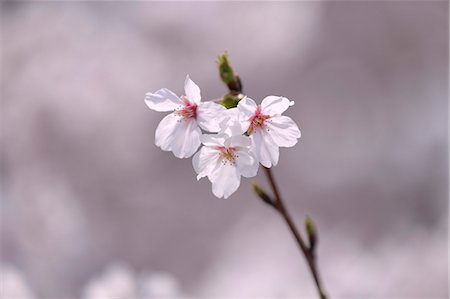 simsearch:622-08723443,k - Cherry blossoms Fotografie stock - Premium Royalty-Free, Codice: 622-08065025