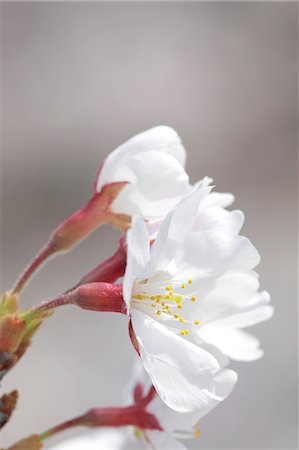 simsearch:622-06900482,k - Cherry blossoms Photographie de stock - Premium Libres de Droits, Code: 622-08065028