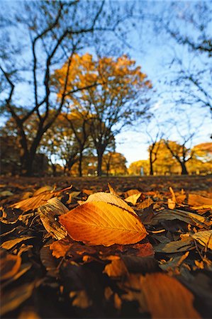 shibuya - Autumn in Yoyogi Park, Tokyo, Japan Photographie de stock - Premium Libres de Droits, Code: 622-08065089