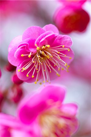 simsearch:622-08065145,k - Plum Blossoms Fotografie stock - Premium Royalty-Free, Codice: 622-08065134