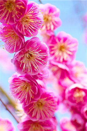 simsearch:622-08065145,k - Plum Blossoms Fotografie stock - Premium Royalty-Free, Codice: 622-08065135