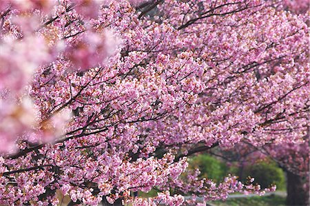 simsearch:622-08065145,k - Cherry blossoms Fotografie stock - Premium Royalty-Free, Codice: 622-08065139
