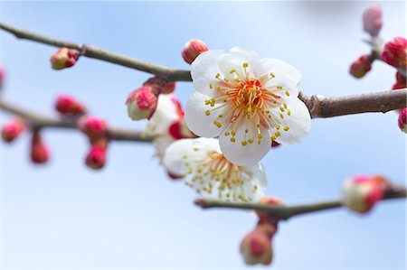 simsearch:622-08065145,k - Plum Blossoms Fotografie stock - Premium Royalty-Free, Codice: 622-08065145