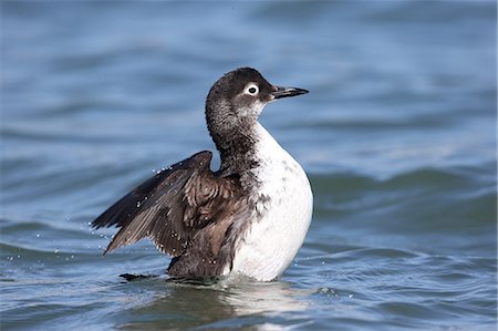 simsearch:622-08065174,k - Pigeon Guillemot Foto de stock - Royalty Free Premium, Número: 622-08065168