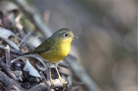 stay - Flycatcher Stock Photo - Premium Royalty-Free, Code: 622-08065177
