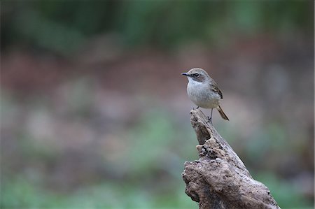 stay - Flycatcher Foto de stock - Sin royalties Premium, Código: 622-08065178