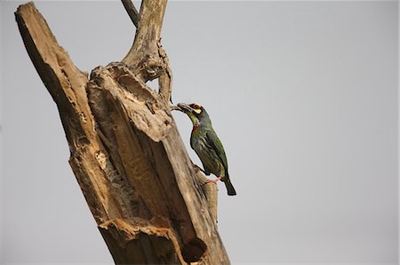 Asian Barbet Stock Photo - Premium Royalty-Free, Code: 622-08065171