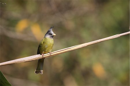 simsearch:622-07760628,k - Brown-eared Bulbul Foto de stock - Sin royalties Premium, Código: 622-08065172