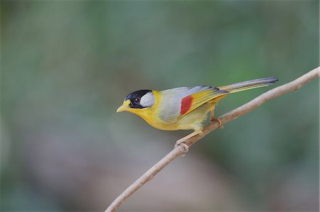 Red-Billed Leiothrix Stock Photo - Premium Royalty-Free, Code: 622-08065180