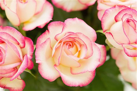 simsearch:859-03884561,k - Rose Flowers Stockbilder - Premium RF Lizenzfrei, Bildnummer: 622-08065194