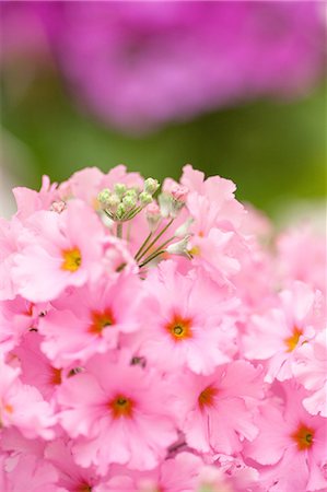 primulaceae - Japanese Primrose Photographie de stock - Premium Libres de Droits, Code: 622-08065195
