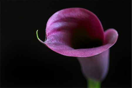 simsearch:622-06486699,k - Purple flower close-up Stock Photo - Premium Royalty-Free, Code: 622-08065296