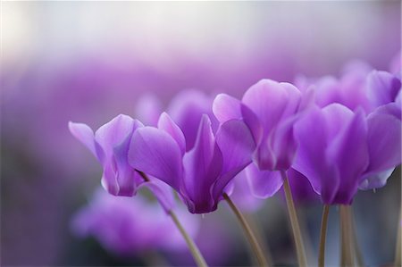 Cyclamen Photographie de stock - Premium Libres de Droits, Code: 622-08065298