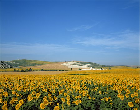 Sunflower field Stock Photo - Premium Royalty-Free, Code: 622-08065291