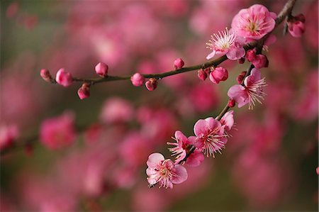 Plum blossoms Photographie de stock - Premium Libres de Droits, Code: 622-08065307