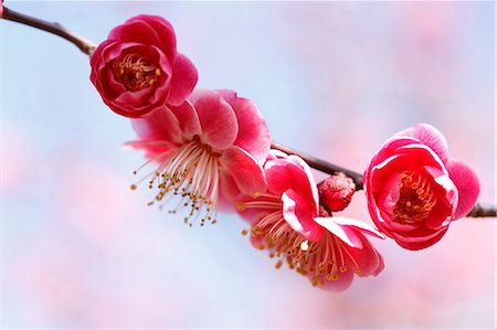 simsearch:622-06809060,k - Plum blossoms Stockbilder - Premium RF Lizenzfrei, Bildnummer: 622-08065309