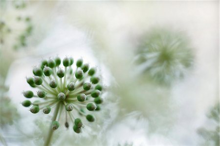 shinjuku - Japanese Aralia Stock Photo - Premium Royalty-Free, Code: 622-08065301