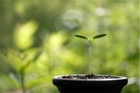 sunflower budding - Sprouting leaves Stock Photo - Premium Royalty-Free, Code: 622-08065303