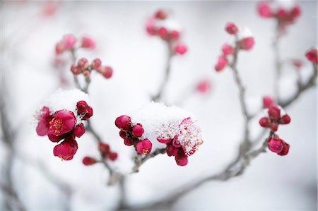 Plum blossoms Stock Photo - Premium Royalty-Free, Code: 622-08065314