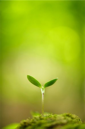 Sprouting leaves Photographie de stock - Premium Libres de Droits, Code: 622-08065325