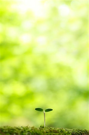 sunflower budding - Sprouting leaves Stock Photo - Premium Royalty-Free, Code: 622-08065322