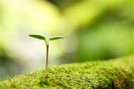 Sprouting leaves Stock Photo - Premium Royalty-Free, Code: 622-08065323