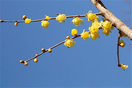 Wintersweet Photographie de stock - Premium Libres de Droits, Code: 622-08065330