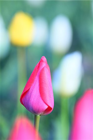 Tulip Stock Photo - Premium Royalty-Free, Code: 622-08065350