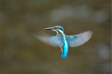 ronda - Common Kingfisher Foto de stock - Sin royalties Premium, Código: 622-08065352