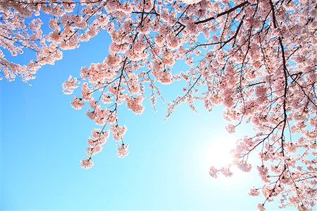 Cherry blossoms Foto de stock - Sin royalties Premium, Código: 622-08065366