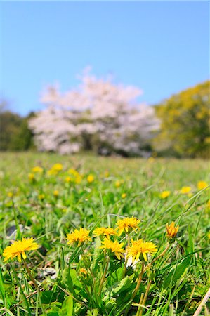 simsearch:622-06398091,k - Cherry blossoms Stock Photo - Premium Royalty-Free, Code: 622-08065372