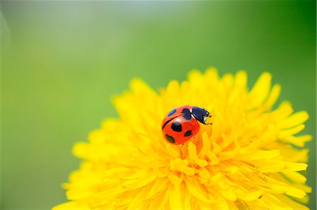 red yellow and green - Ladybird Foto de stock - Sin royalties Premium, Código: 622-08065399