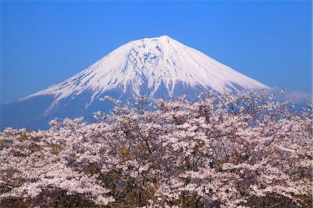 pictures of beautiful flowers in snow - Shizuoka Prefecture, Japan Stock Photo - Premium Royalty-Free, Code: 622-08065404