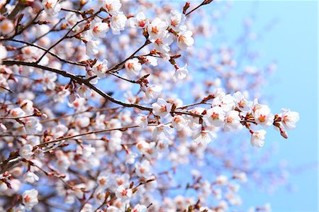 simsearch:622-09101185,k - Cherry blossoms Stock Photo - Premium Royalty-Free, Code: 622-08065411