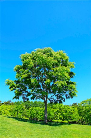 fresh green tree - Yamanashi Prefecture, Japan Stock Photo - Premium Royalty-Free, Code: 622-08065474