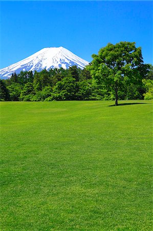 forest top - Yamanashi Prefecture, Japan Stock Photo - Premium Royalty-Free, Code: 622-08065475