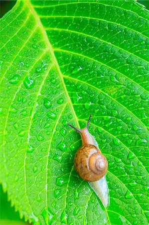 Snail on a leaf Stock Photo - Premium Royalty-Free, Code: 622-08065484