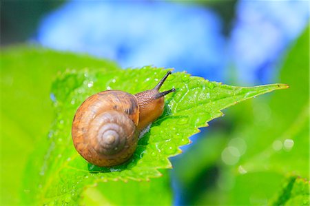 Snail on a leaf Stock Photo - Premium Royalty-Free, Code: 622-08065482