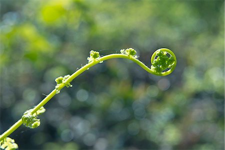 Greenery Stock Photo - Premium Royalty-Free, Code: 622-08065498