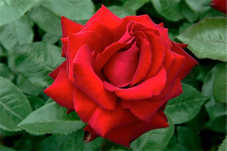 rose - Rose Flower Stockbilder - Premium RF Lizenzfrei, Bildnummer: 622-08065511