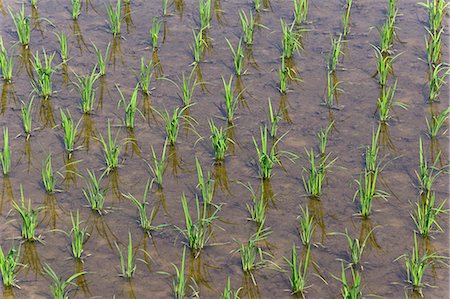 field rice - Rice field Stock Photo - Premium Royalty-Free, Code: 622-08065529