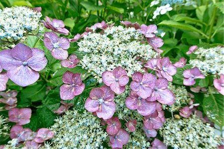 Hydrangea Stock Photo - Premium Royalty-Free, Code: 622-08065522