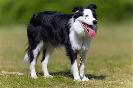 Border Collie Foto de stock - Sin royalties Premium, Código: 622-08065545