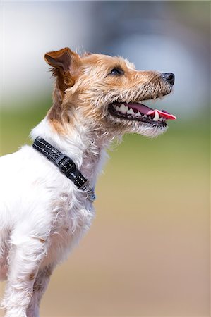 simsearch:859-08244352,k - Jack Russell Terrier Stockbilder - Premium RF Lizenzfrei, Bildnummer: 622-08065547