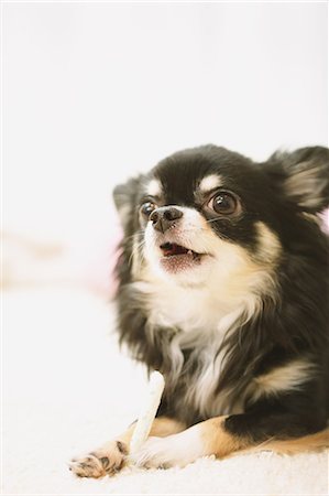 Chihuahua Photographie de stock - Premium Libres de Droits, Code: 622-08123405