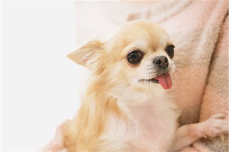 pets and owners - Chihuahua Stock Photo - Premium Royalty-Free, Code: 622-08123402