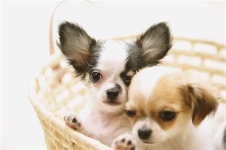 puppy and child - Chihuahua Stock Photo - Premium Royalty-Free, Code: 622-08123425