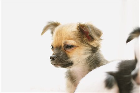 puppy with child white background - Chihuahua Stock Photo - Premium Royalty-Free, Code: 622-08123429